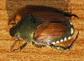 Japanese Beetle